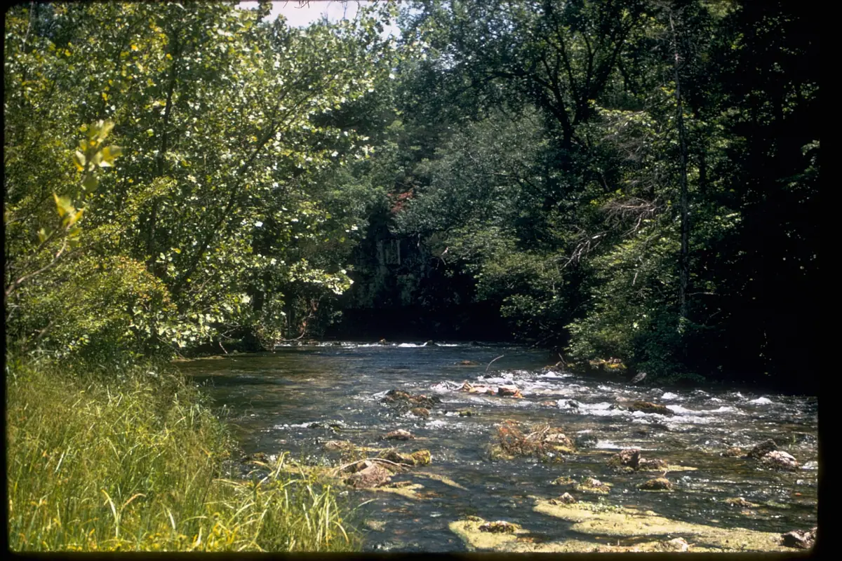 Shallow Ozark creek running over rocks between green banks and trees