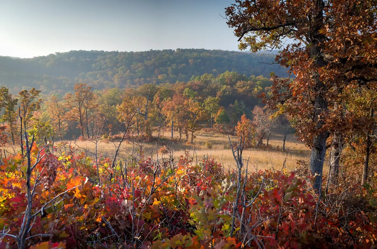 Red and orange autumn foliage on hillsides and meadows in the Missouri Ozarks